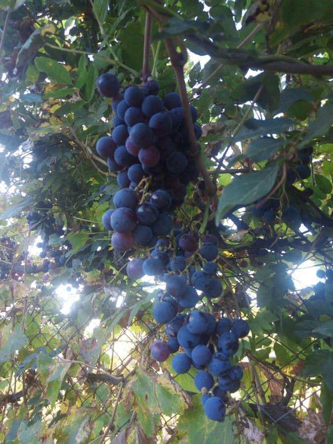 Loft Los Cerezos En Vistalba, Zona De Vinedos Y Bodegas 路冉得库约 外观 照片