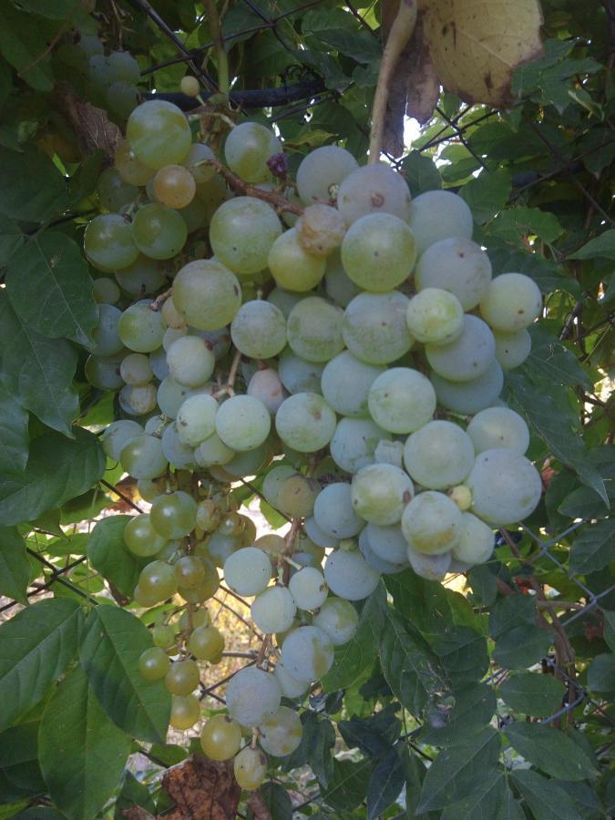 Loft Los Cerezos En Vistalba, Zona De Vinedos Y Bodegas 路冉得库约 外观 照片
